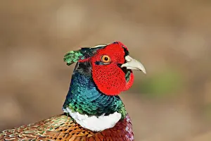 Ring: 80200092 Common / Ring-necked Pheasant - cock portrait