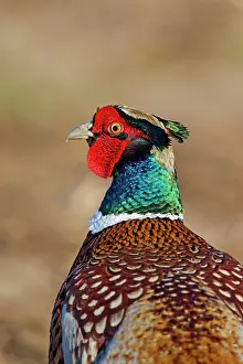 Ring: 80200093 Common / Ring-necked Pheasant - cock portrait