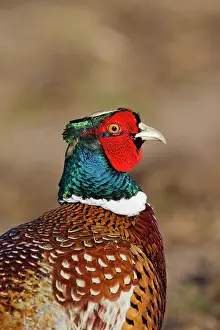 Ring: 80200094 Common / Ring-necked Pheasant - cock portrait
