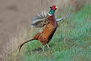 Dynamic: 80200096 Common / Ring-necked Pheasant - displaying