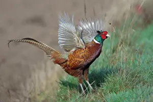 Dynamic: 80200097 Common / Ring-necked Pheasant - displaying