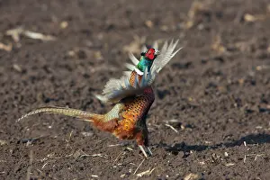Dynamic: 80200098 Common / Ring-necked Pheasant - displaying
