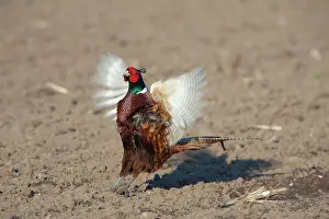 Dynamic: 80200099 Common / Ring-necked Pheasant - displaying
