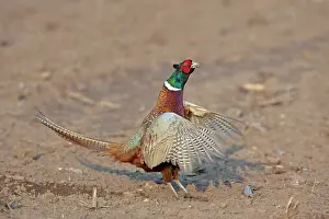 Dynamic: 80200100 Common / Ring-necked Pheasant - displaying