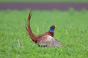 Dynamic: 80200101 Common / Ring-necked Pheasant - displaying