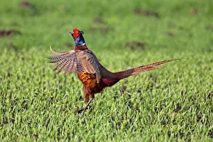 Dynamic: 80200102 Common / Ring-necked Pheasant - displaying