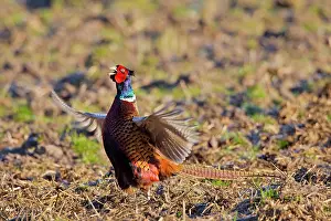 Dynamic: 80200103 Common / Ring-necked Pheasant - displaying