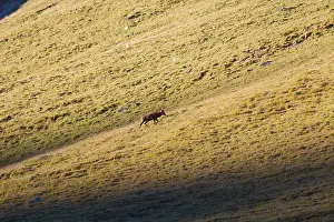 Rutting: 80200105 Red Deer - stag during rutting season The