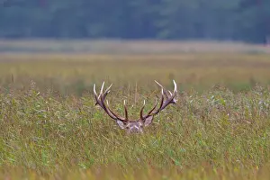 Ruting: 80200107 Red Deer - stag in Reed Grass during ruting