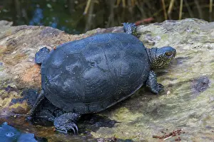 Emys: 80200108 European Pond Turtle - adult resting on