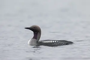 Vaermland: 80200109 Black-throated Diver / Arctic Loon - adult