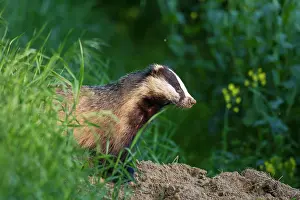 Meles: 80200110 European Badger - adult merging from den