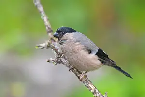 Pyrrhula: 80200111 Eurasian Bullfinch - female perched on