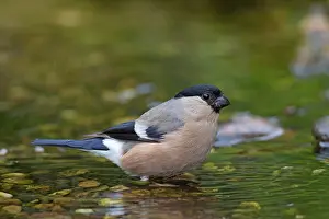 Pyrrhula: 80200112 Eurasian Bullfinch - bathing female Germany