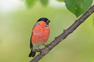 Pyrrhula: 80200113 Eurasian Bullfinch - male perched on twig