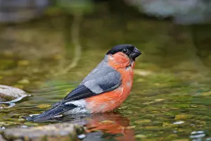 Pyrrhula: 80200114 Eurasian Bullfinch - bathing male Germany