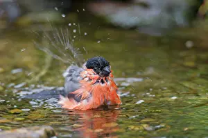 Pyrrhula: 80200115 Eurasian Bullfinch - bathing male Germany