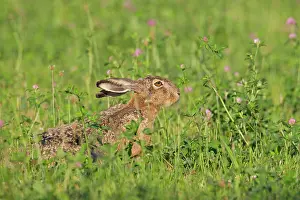 Cabbage: 80200116 European Brown Hare - adult Sweden Lepus