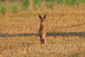 Cabbage: 80200117 European Brown Hare - adult standing on