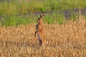 Cabbage: 80200118 European Brown Hare - adult standing on