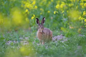 Oilseed: 80200119 European Brown Hare - in flowering rape