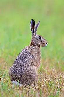Cabbage: 80200120 European Brown Hare - adult Sweden Lepus