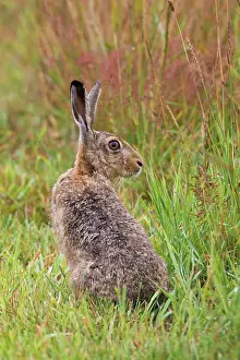 Lepus: 80200121 European Brown Hare - adult Sweden Lepus
