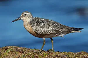 Knot: 80200122 Knot - adult in late summer plumage Sweden
