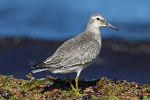 Knot: 80200123 Knot - juvenile in autumn Sweden Calidris