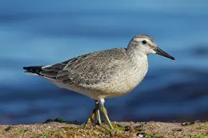 Knot: 80200124 Knot - juvenile in autumn Sweden Calidris