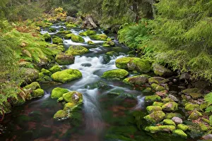 Move: 80200127 Stream Njupan - in autumn Fulufjaellet