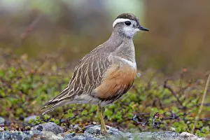 Charadrius: 80200129 Eurasian Dotterel - adult male Sweden Charadrius