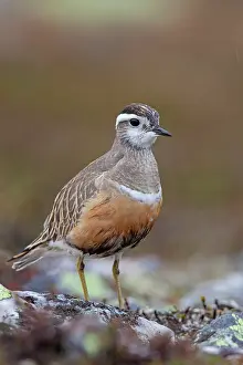 Charadrius: 80200130 Eurasian Dotterel - adult male Sweden Charadrius
