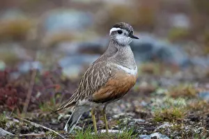 Charadrius: 80200131 Eurasian Dotterel - adult male Sweden Charadrius