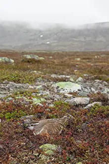 Charadrius: 80200132 Eurasian Dotterel - incubating male Sweden