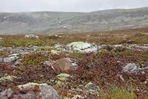 Charadrius: 80200133 Eurasian Dotterel - incubating male Sweden