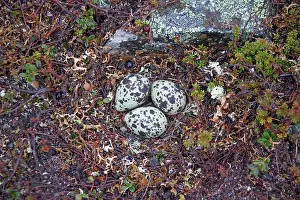 Charadrius: 80200134 Eurasian Dotterel - clutch of eggs at nest