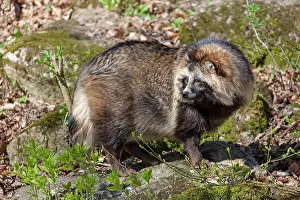 Racoon: 80200138 Racoon Dog - adult in forest Sweden Nyctereutes