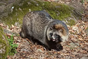 Racoon: 80200139 Racoon Dog - adult in forest Sweden Nyctereutes