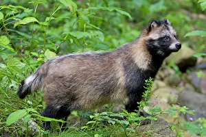 Racoon: 80200140 Racoon Dog - adult in forest Sweden Nyctereutes