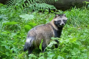 Racoon: 80200141 Racoon Dog - adult in forest Sweden Nyctereutes