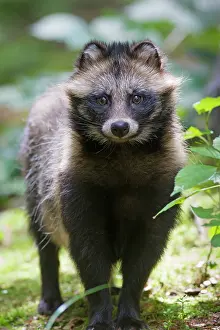 Racoon: 80200142 Racoon Dog - adult in forest Sweden Nyctereutes
