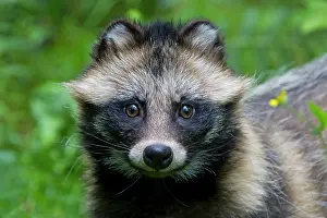 Racoon: 80200143 Racoon Dog - portrait Sweden Nyctereutes