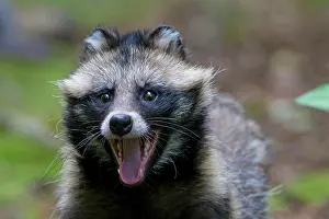 Racoon: 80200144 Racoon Dog - portrait Sweden Nyctereutes