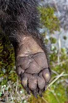 80200145 European Badger - paw Sweden Meles meles