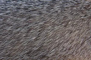 Meles: 80200146 European Badger - fur Sweden Meles meles