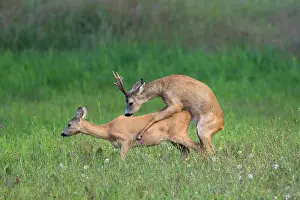 Copula: 80200187 Roe Deer - mating in summer Sweden Capreolus