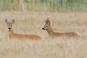 Rutting: 80200188 Roe Deer - buck and doe during rut Sweden