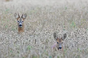 Rutting: 80200189 Roe Deer - buck and doe during rut Sweden