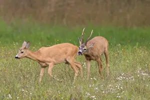 Rutting: 80200190 Roe Deer - buck following doe during rut